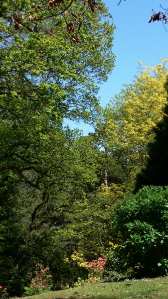 Bois des Moutiers (222) Mai 2012